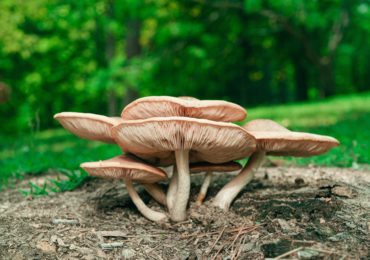 Are mushroom supplements anti-inflammatory?